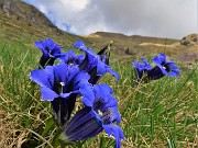 17 Gentiana acaulis (Genziana di Koch) 